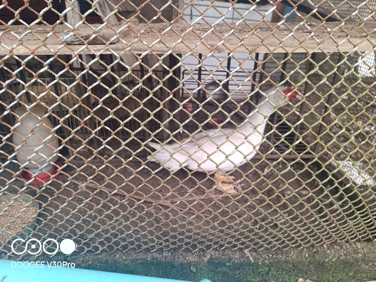 Casal de patos 