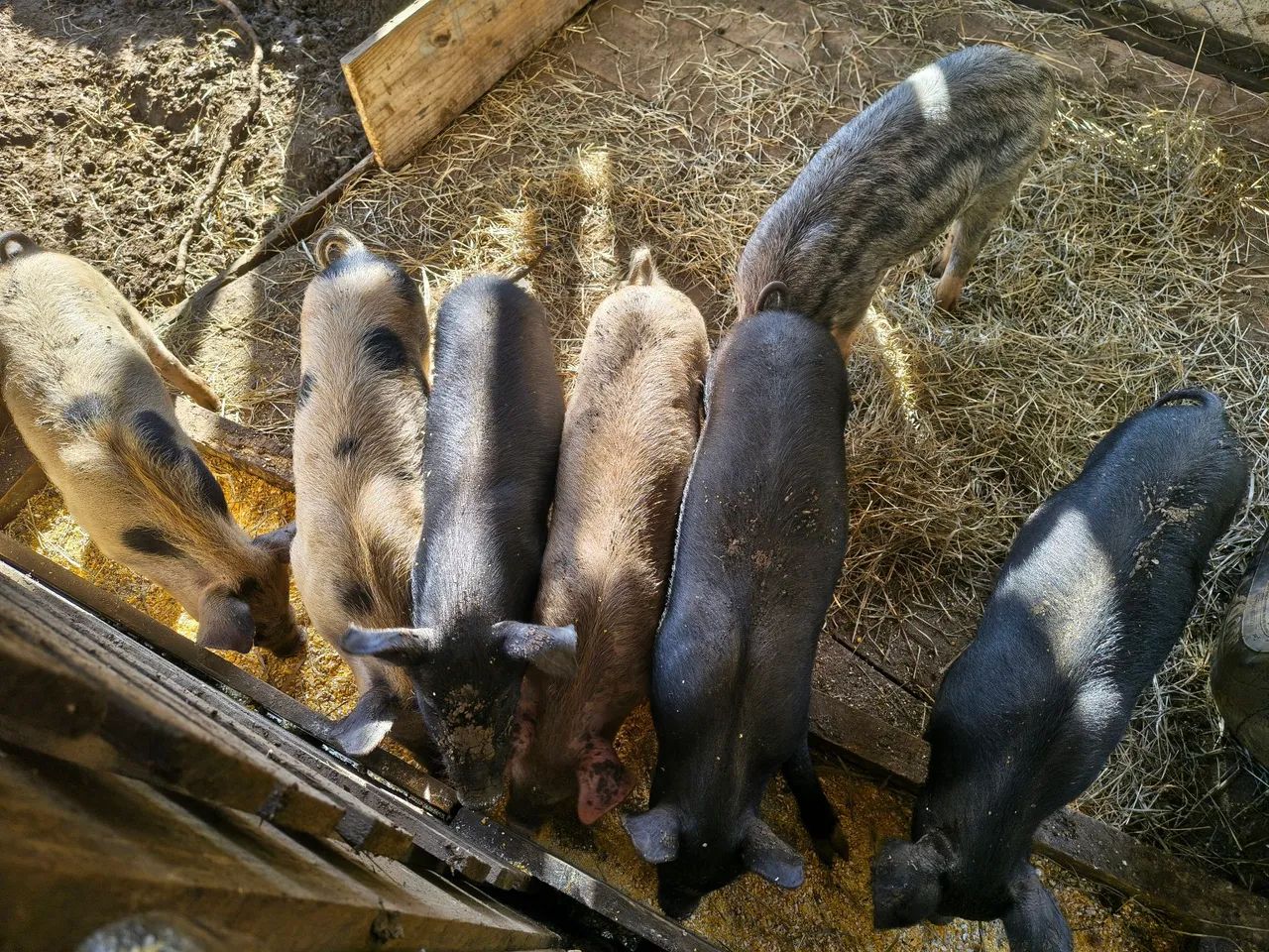 Leitões  - Foto 2