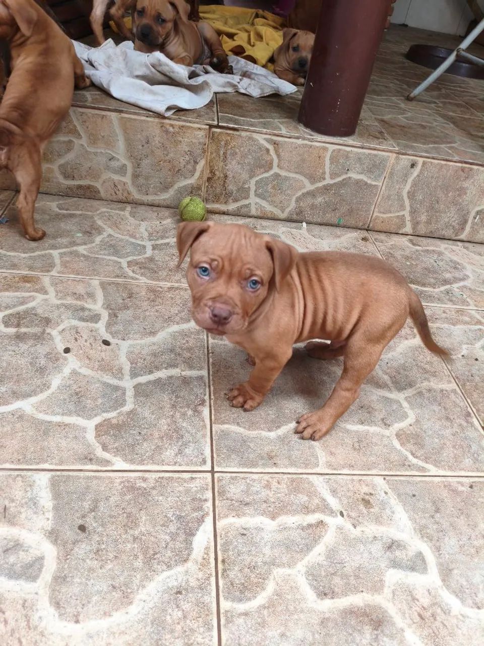 Filhotes de Pitmonster - Foto 3