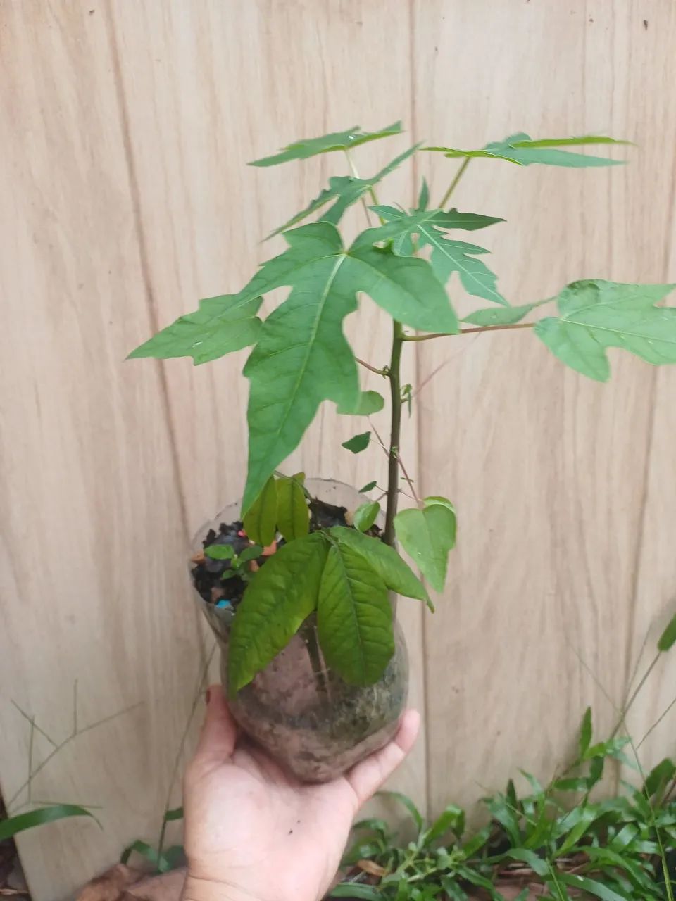 Mudas de plantas mamaoeiro  - Foto 3
