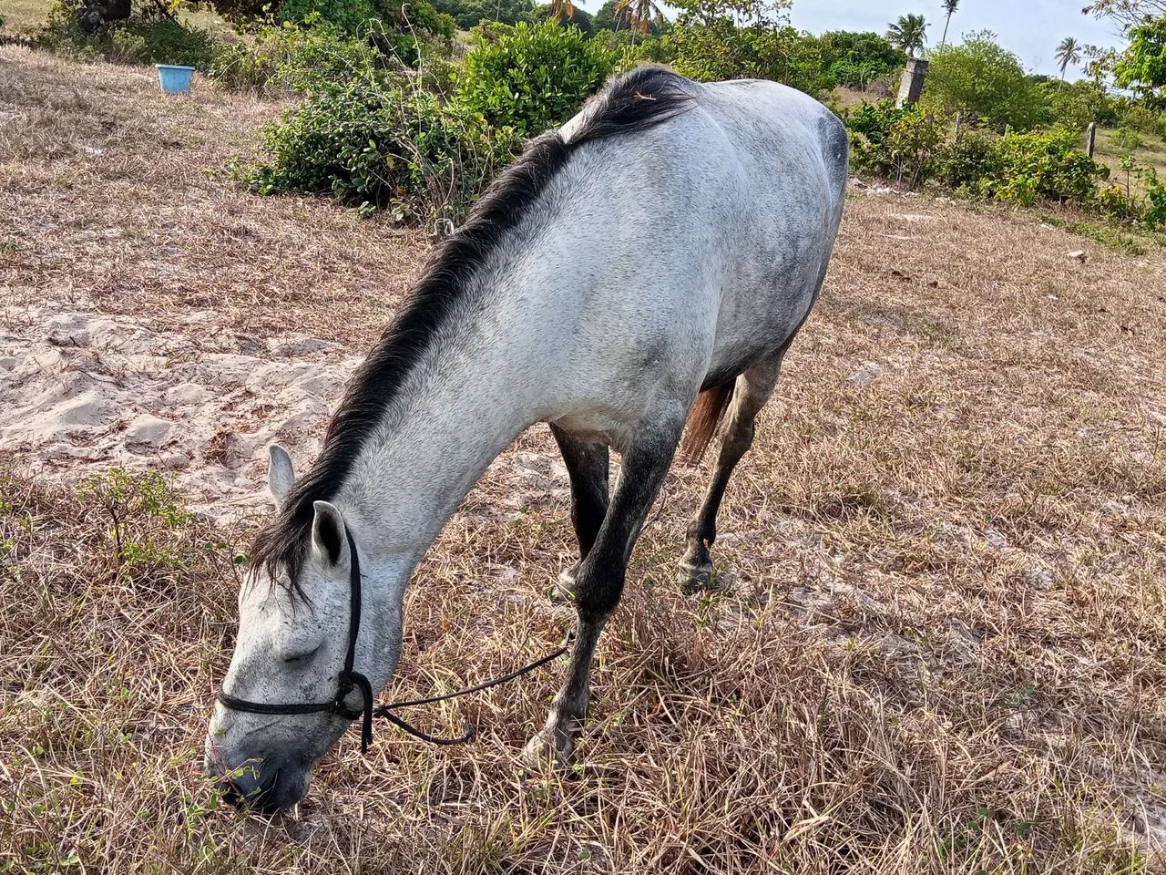 Potro de 2ano - Foto 2