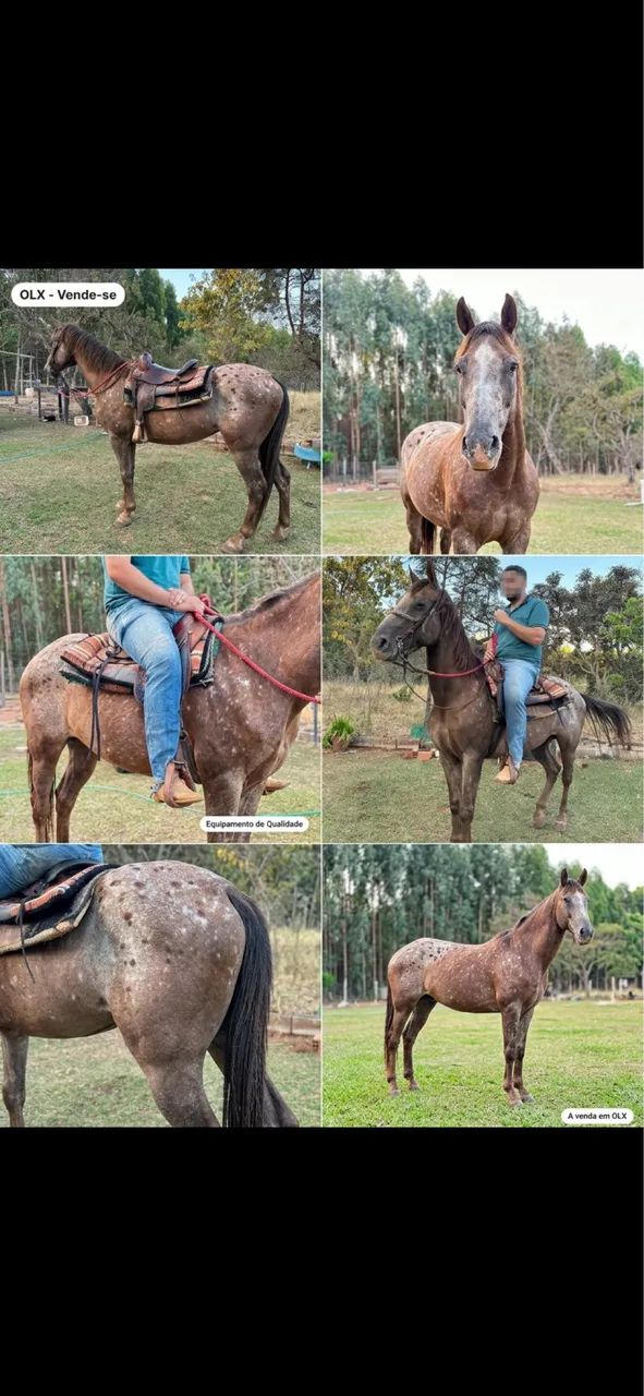 Cavalo QM  - Foto 2
