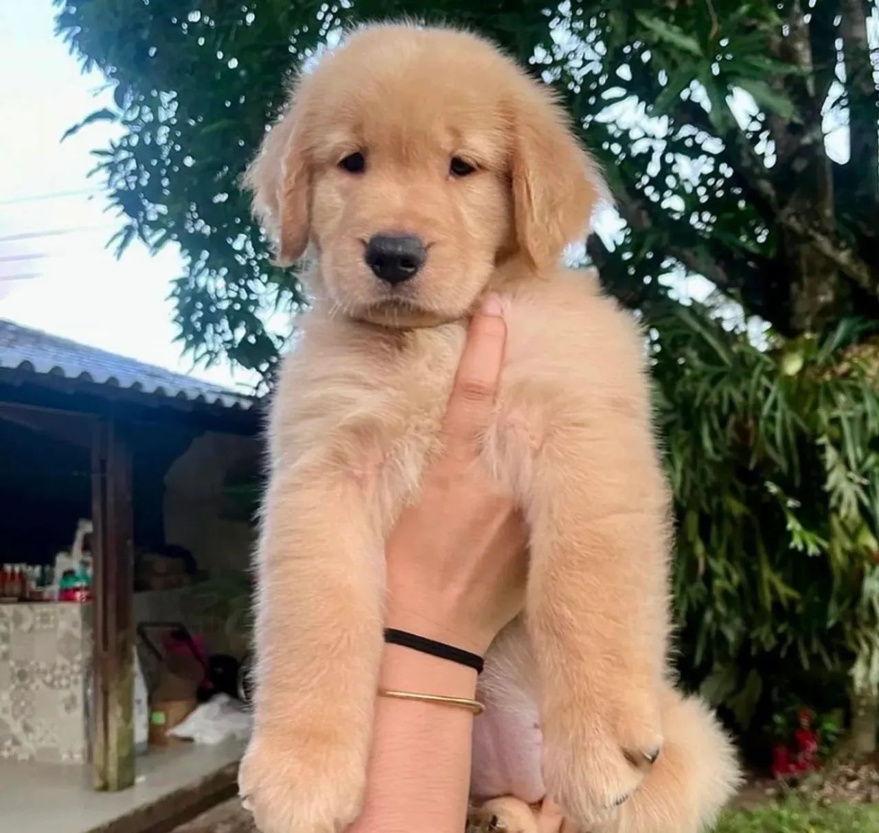 Golden Retriever Para Amar e Cuidar