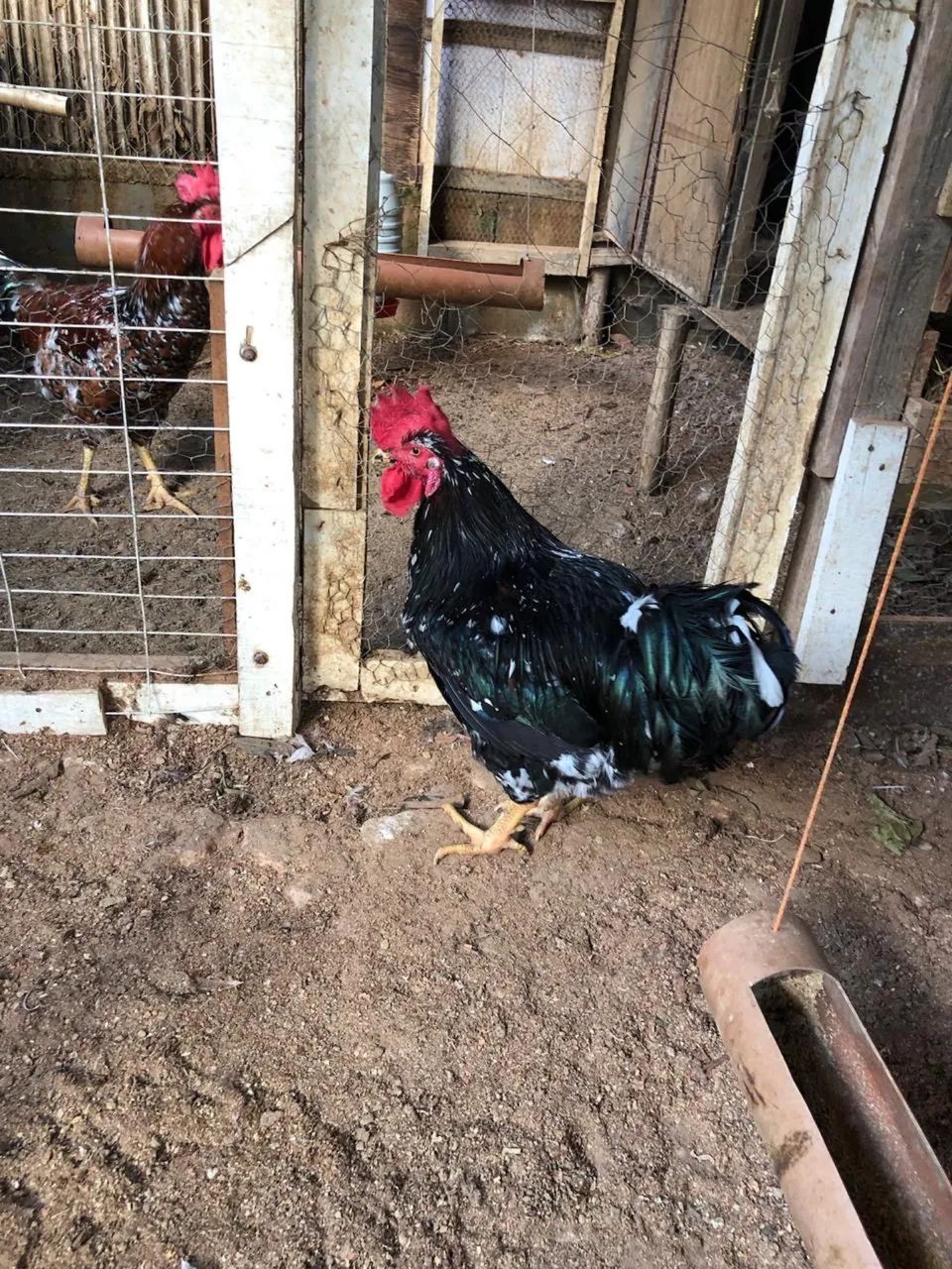 Galo novo gsb sertanejo balão