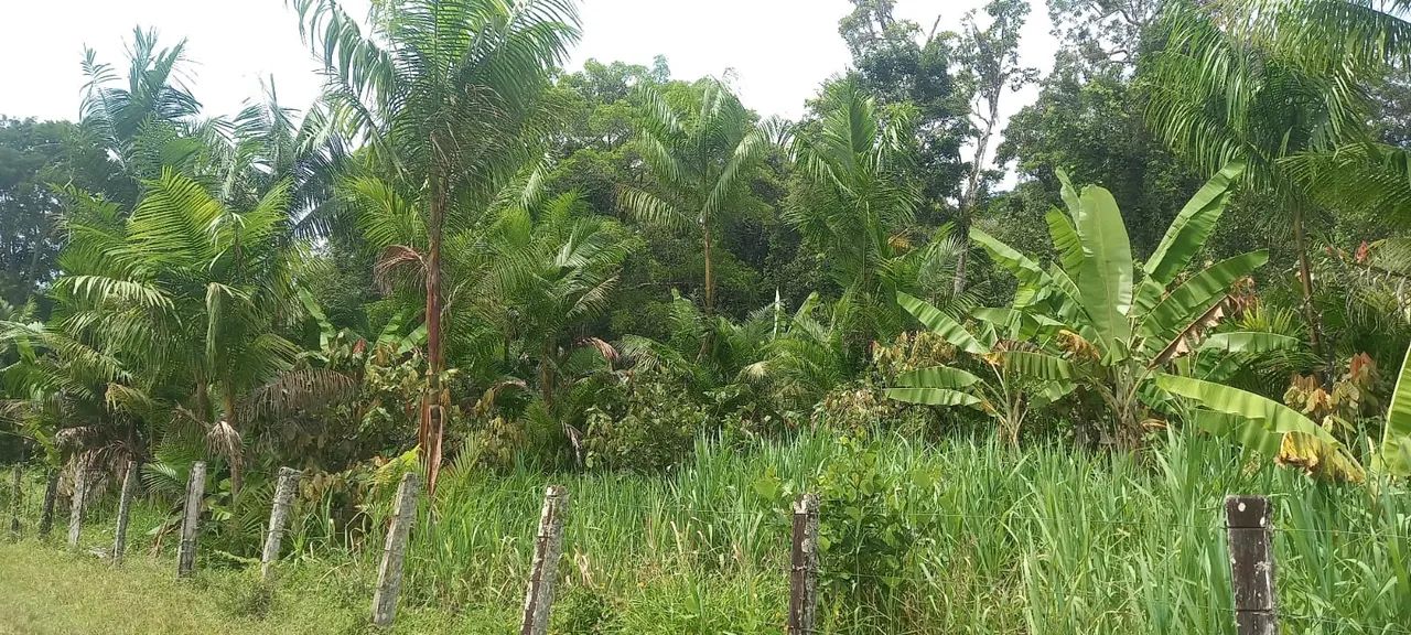 Fazenda com 4 quartos à Venda, 160 m² em Itapé/BA - Foto 5
