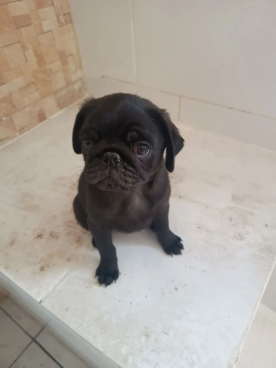 Filhote de Pug último  - Foto 3