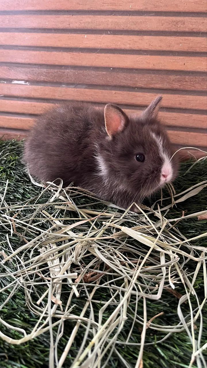 Mini coelho Anão - Foto 2