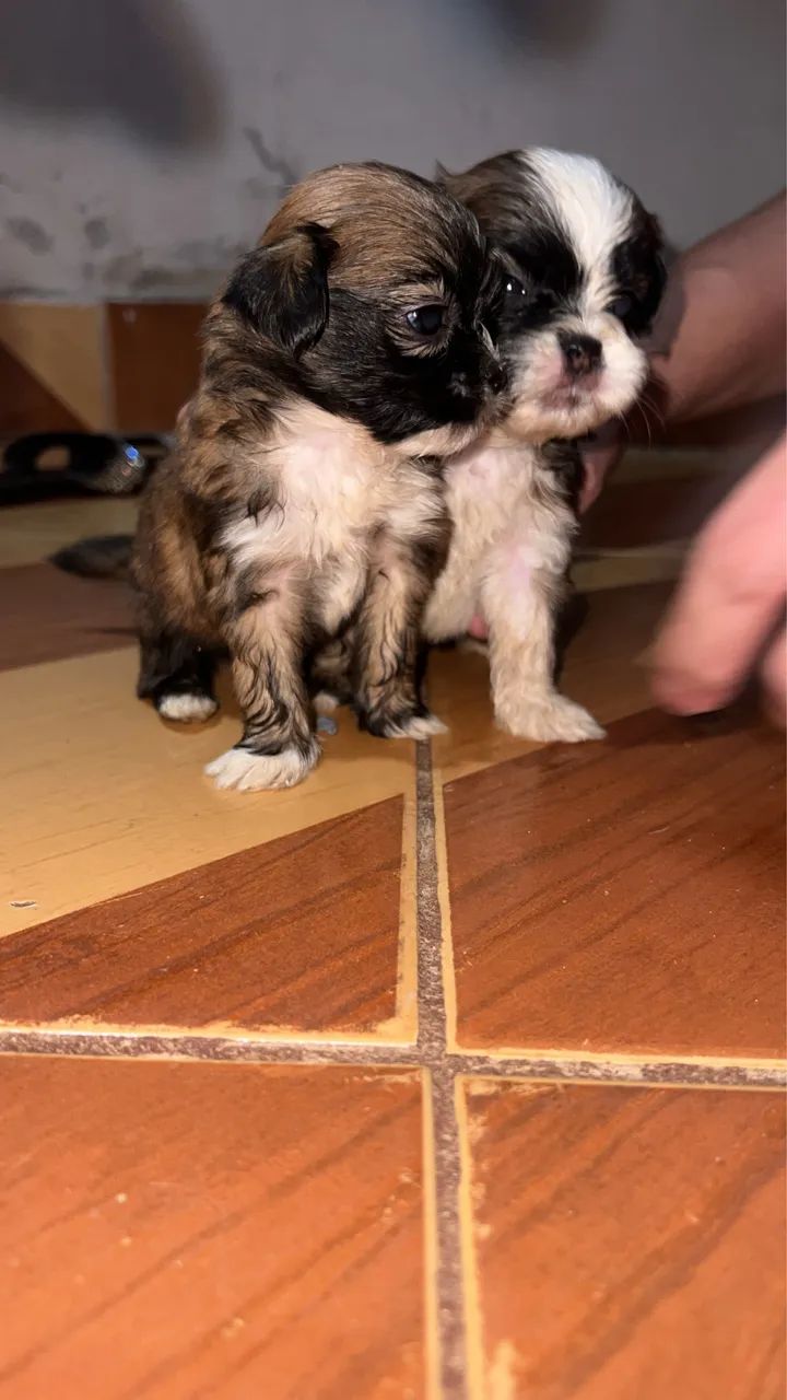 Shih Tzu  - Foto 3