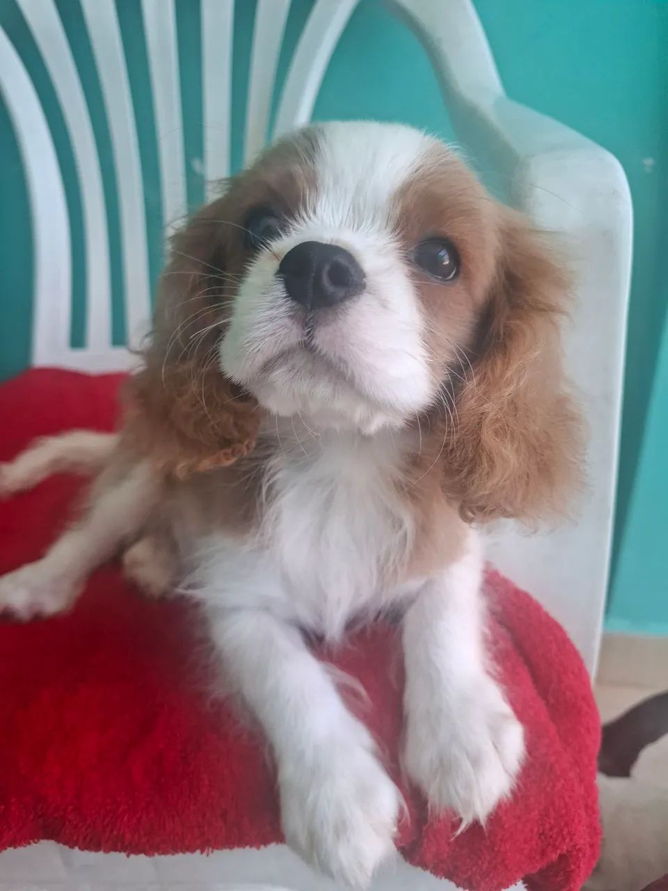 Machinho Cavalier King Charles Spaniel  - Foto 3