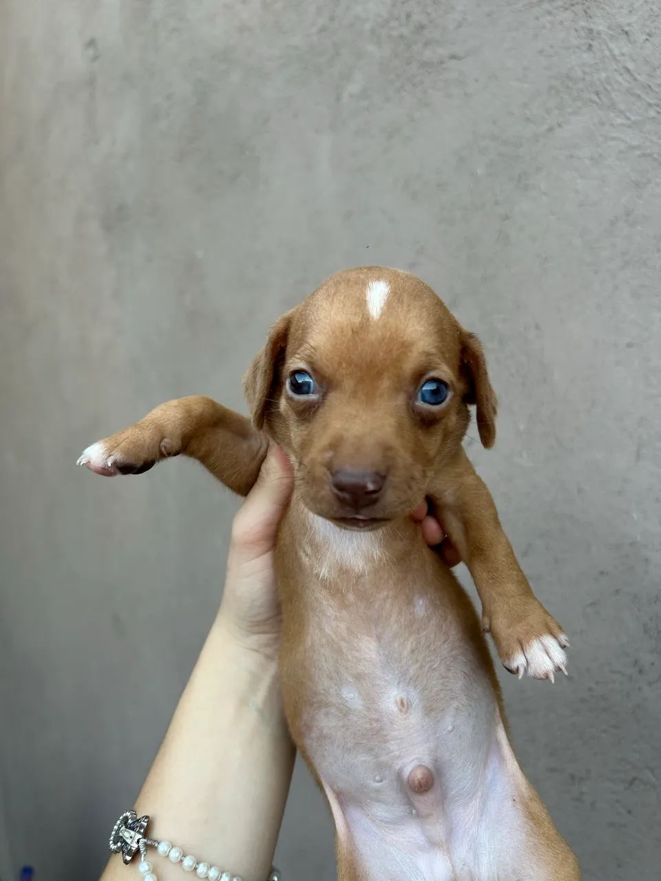 Vendo filhotes! - Foto 3
