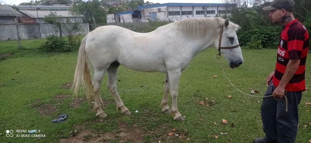 Cavalo Percheron.