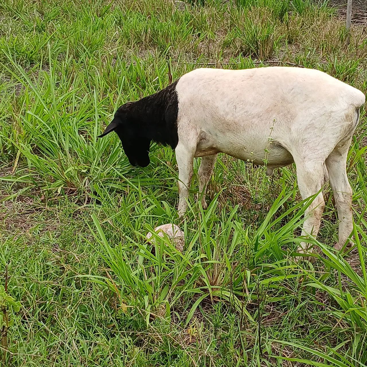 Vendo reprodutor doper e ovelhas. - Foto 2