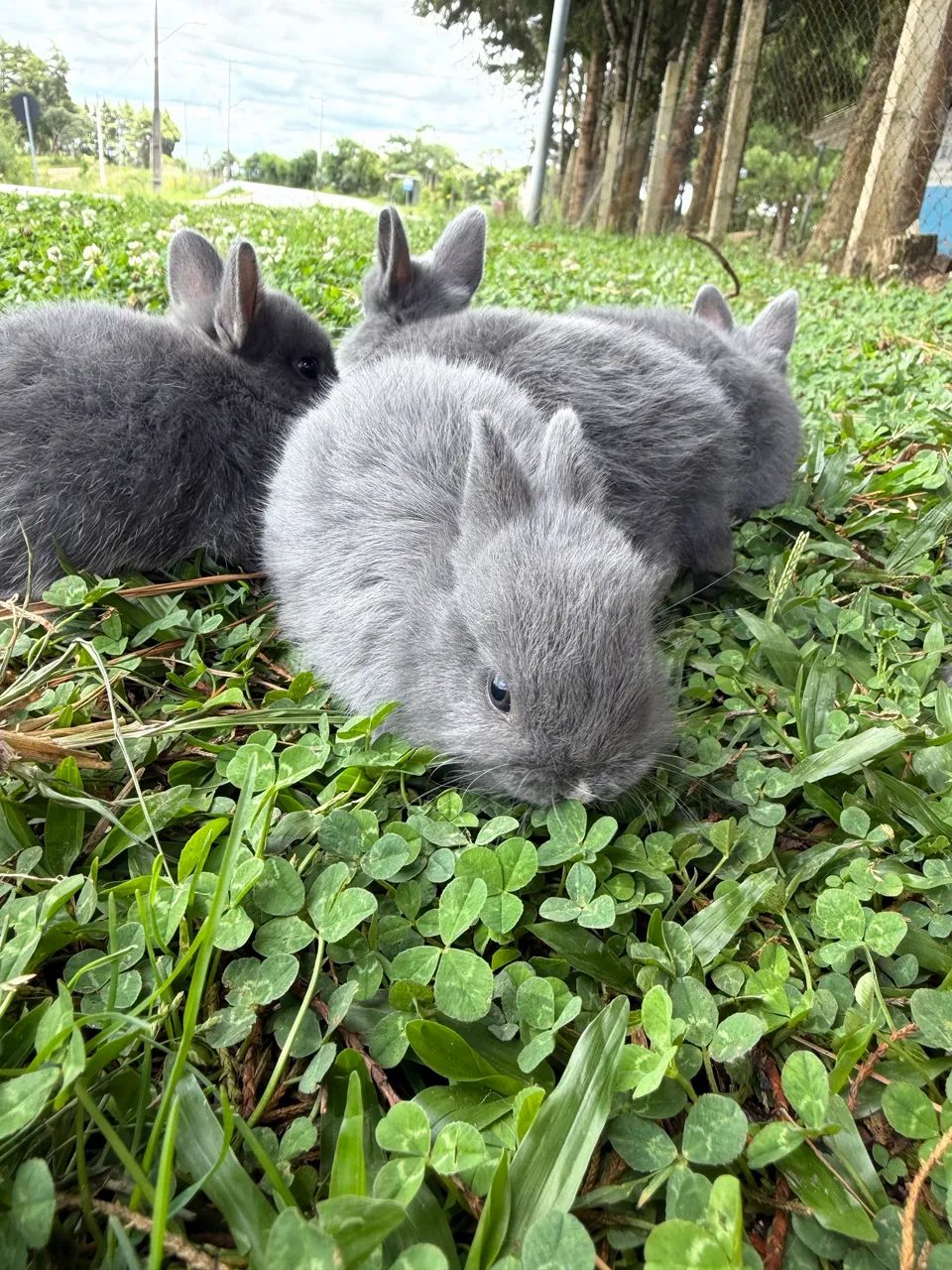 coelhinhos fofossss - Foto 5