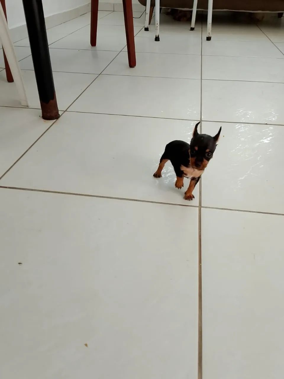 Pinscher miniatura zero  - Foto 2