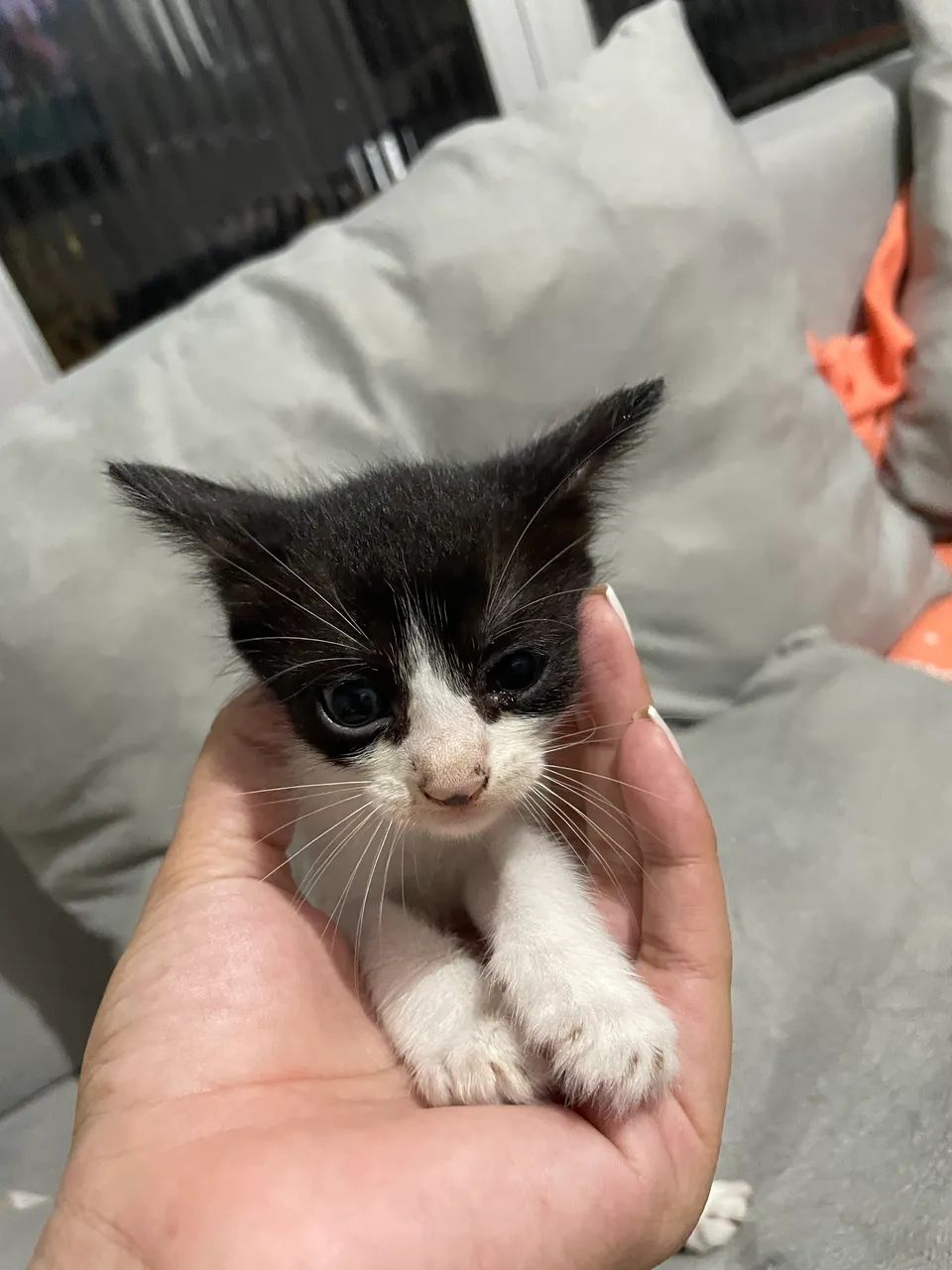 Gatinhos para adoção  - Foto 2