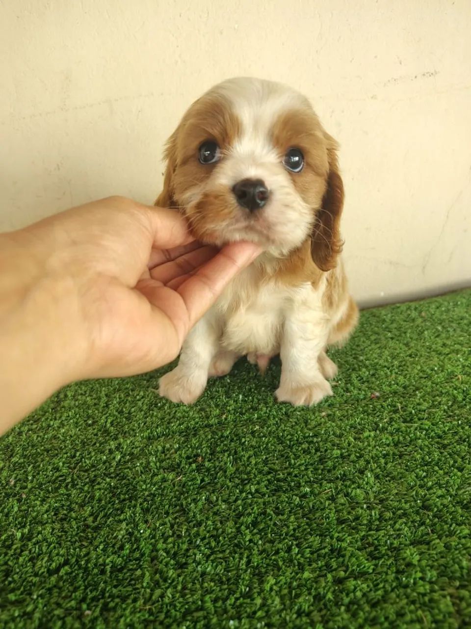 Cavalier king - Foto 2