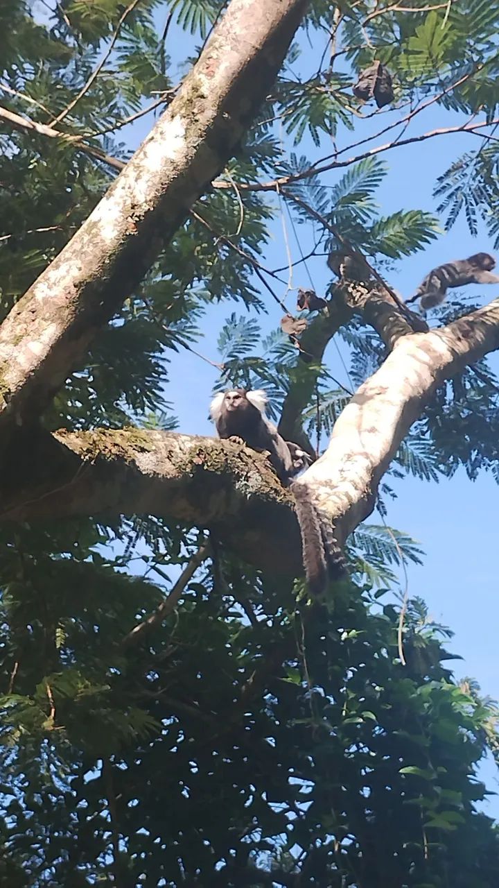 Chacara no Gaivotas, Itanhaém  - Foto 3