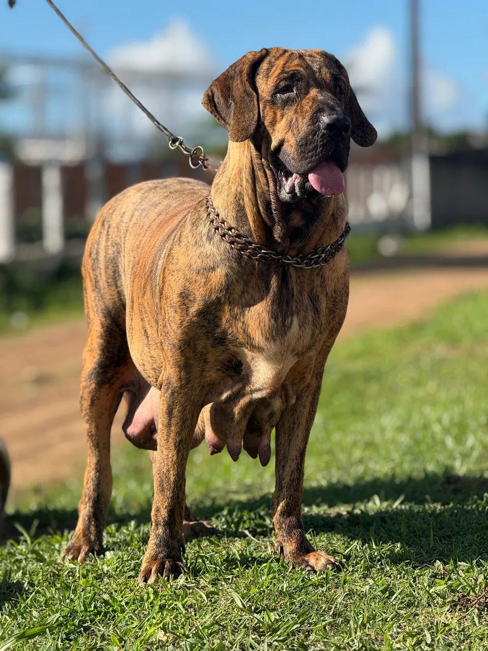 Cachorro  - Foto 4