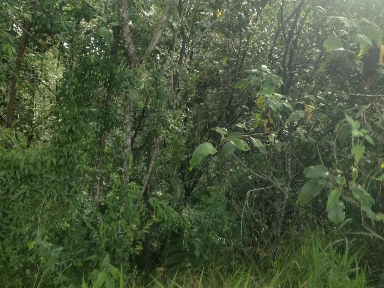 Terreno para chácara em Piedade com escritura  - Foto 5