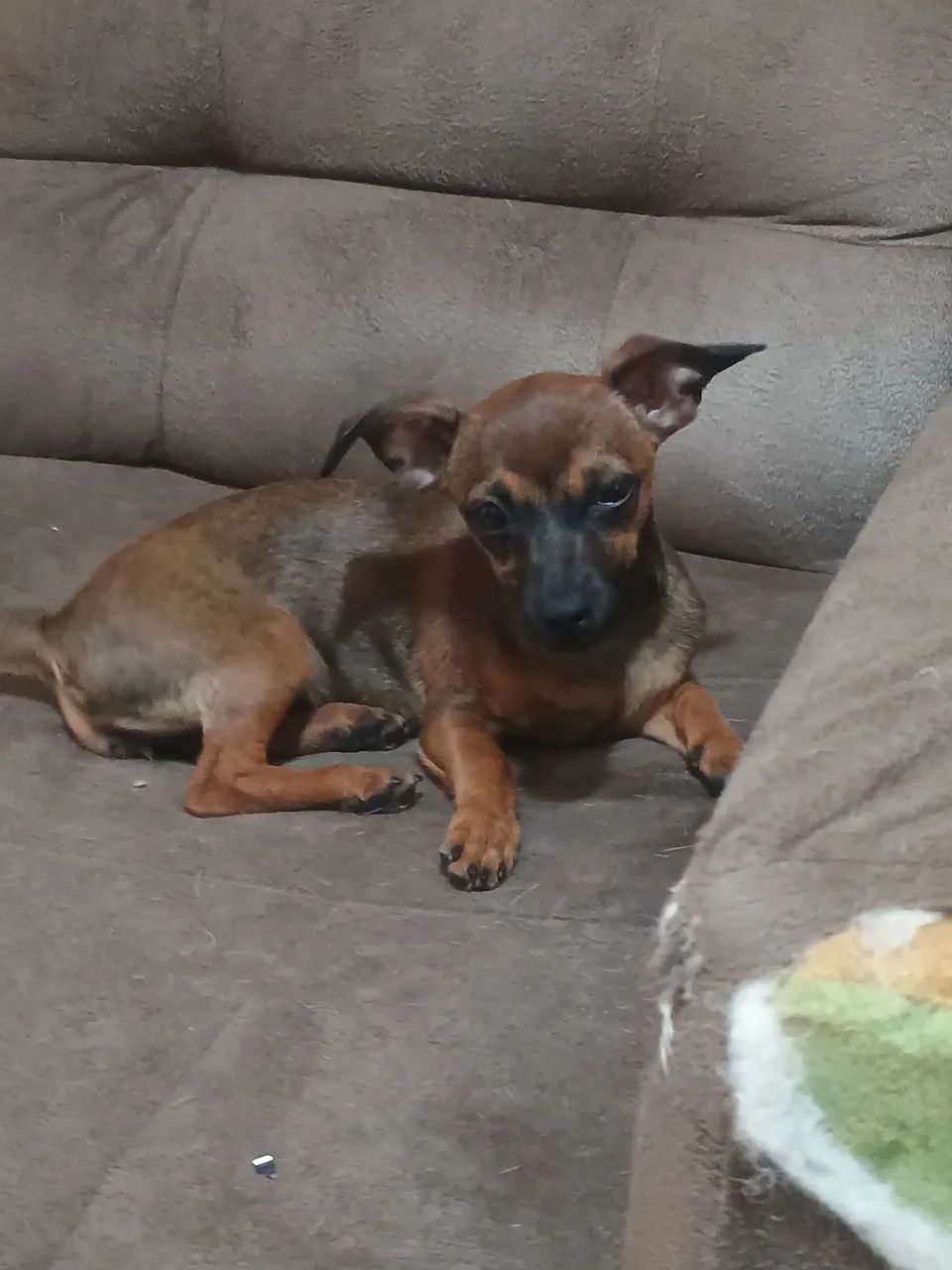 Doação de cachorro - Foto 2