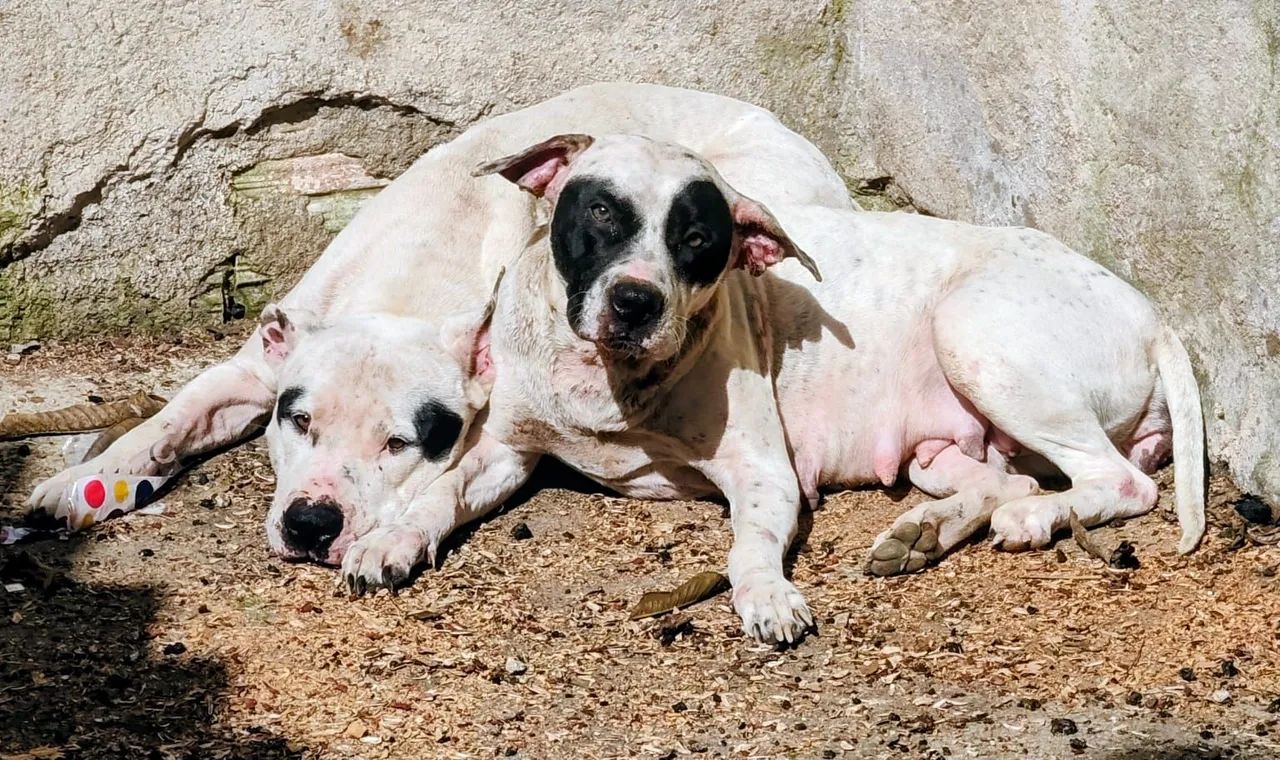 Doação casal de Pit bull - Foto 3
