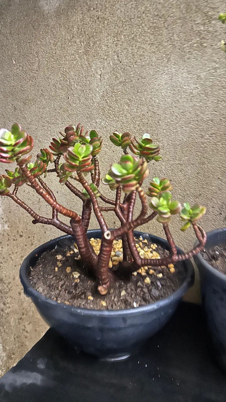 Suculenta jade - Foto 2