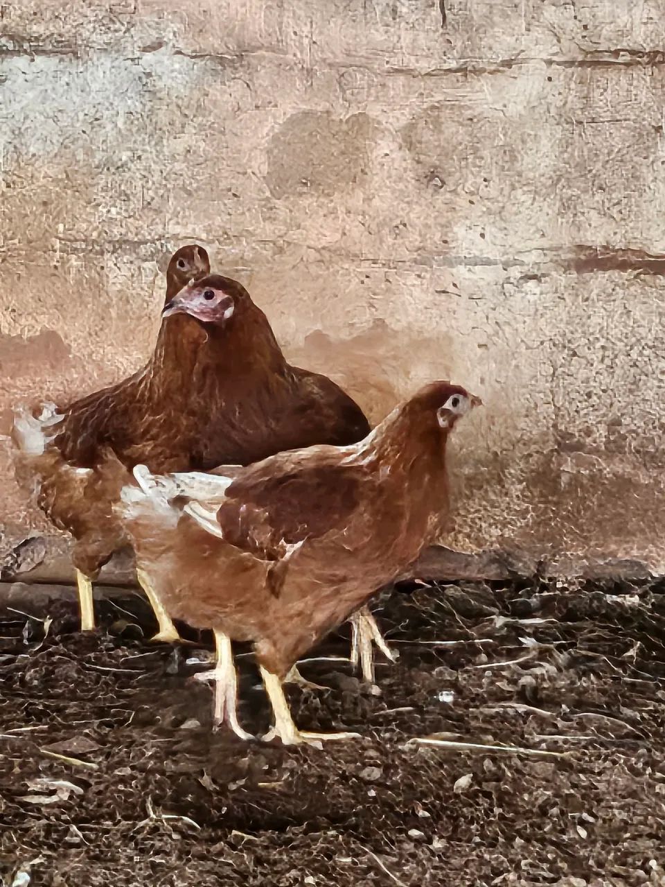 Galinhas Poedeiras e pintinhos  - Foto 4