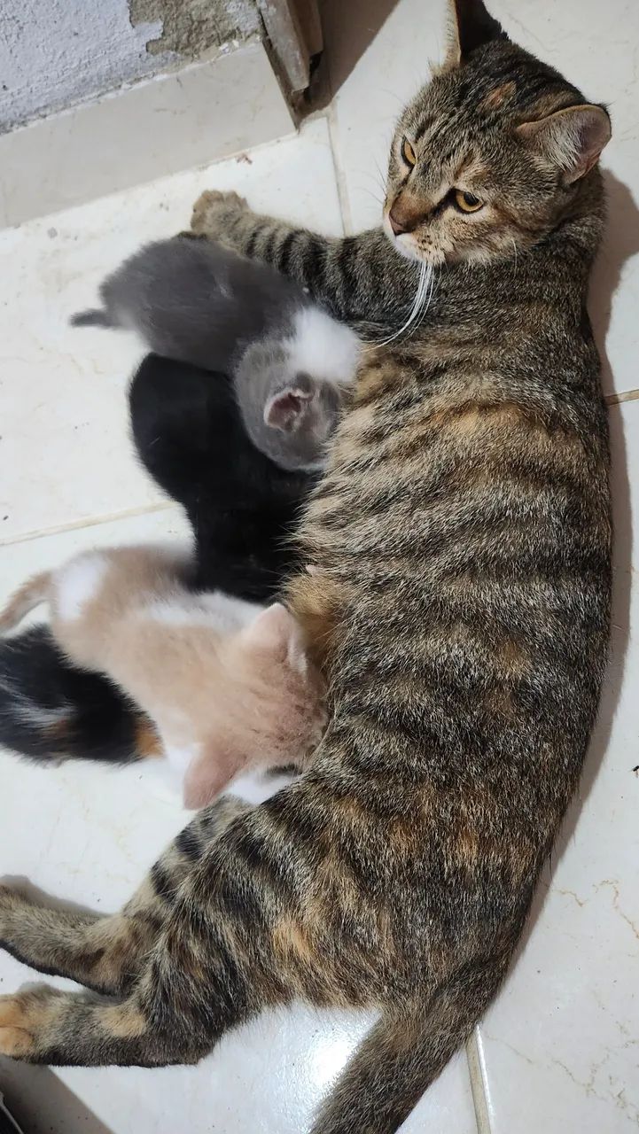 Doação de filhotes