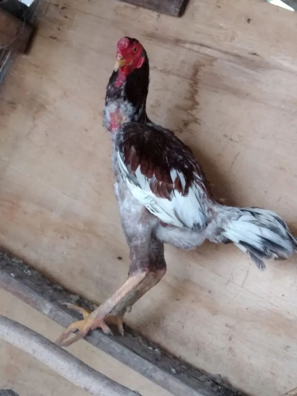Galo Indio - Foto 4