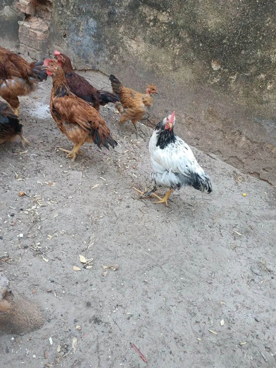 Galo 5  meses  - Foto 6