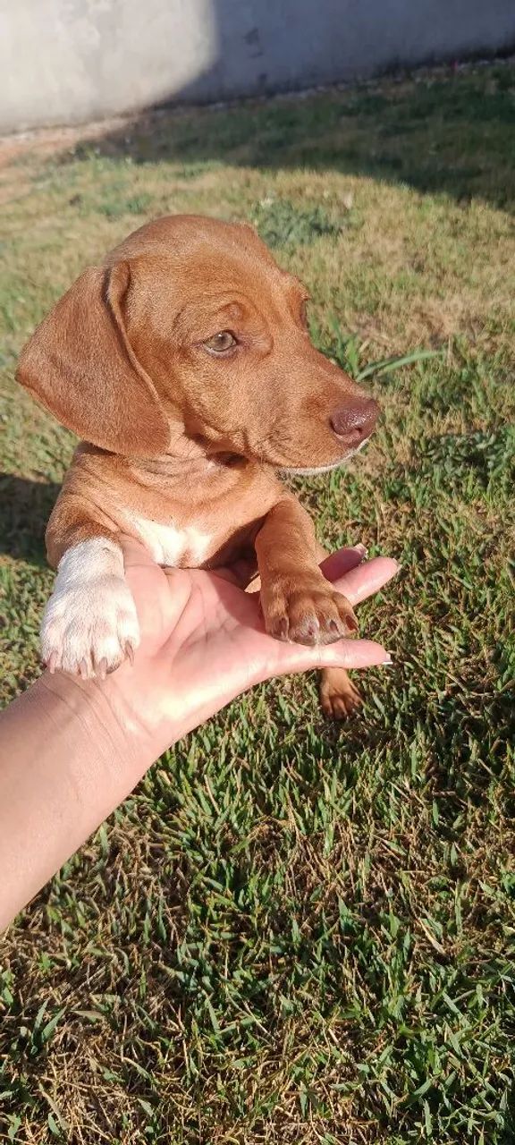 Lindo machinho  - Foto 3
