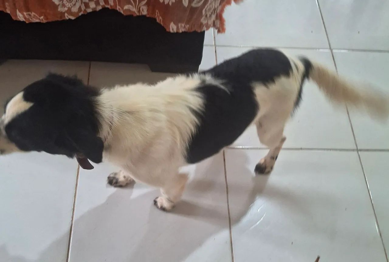 Cachorra castrada (3) - Foto 3