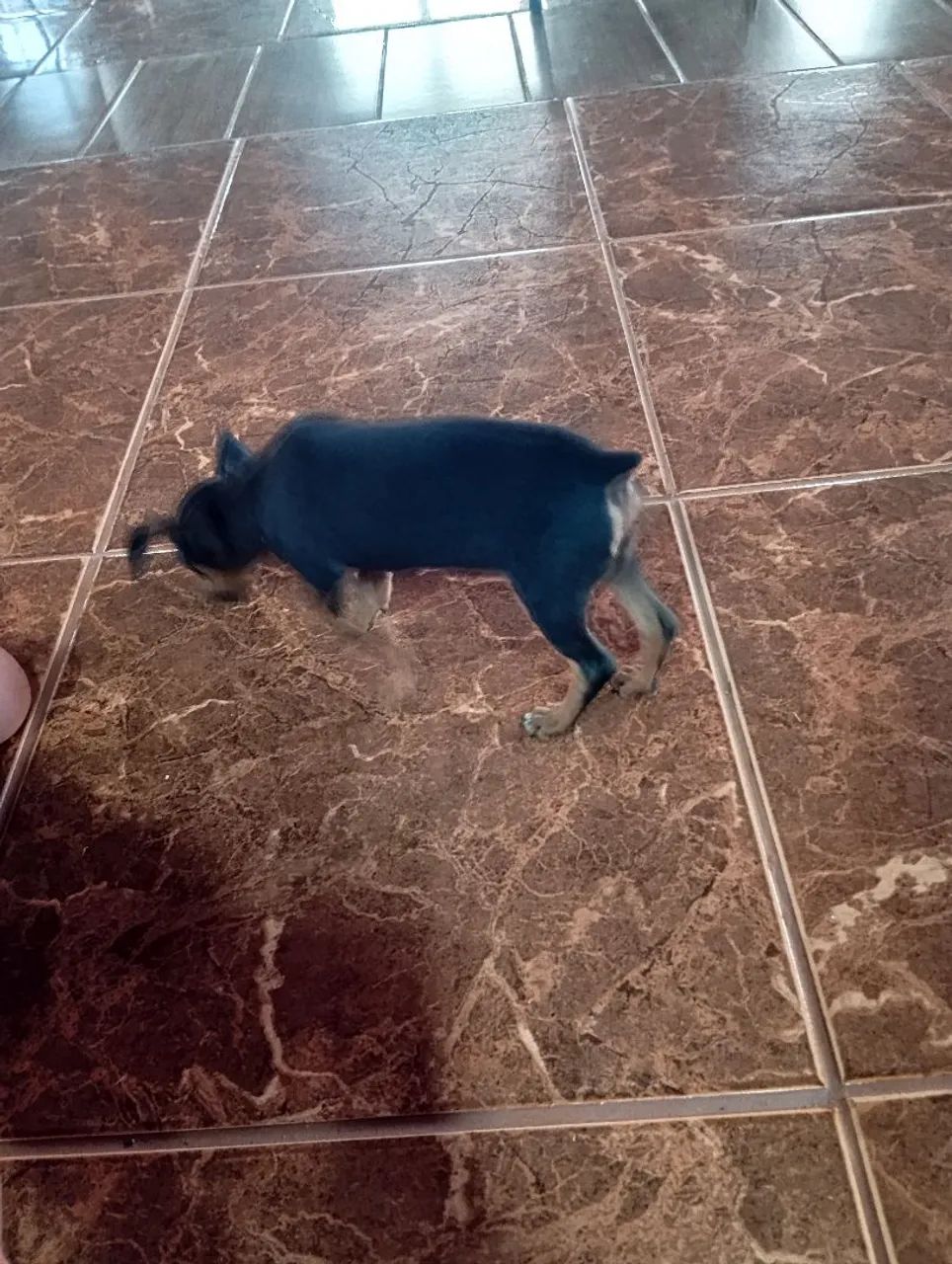 Pinscher macho  - Foto 2