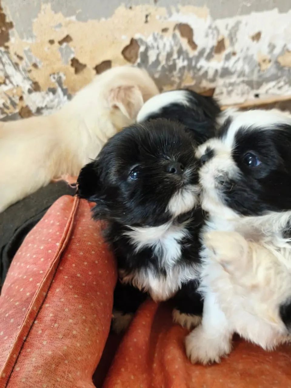 Lhasa apso macho