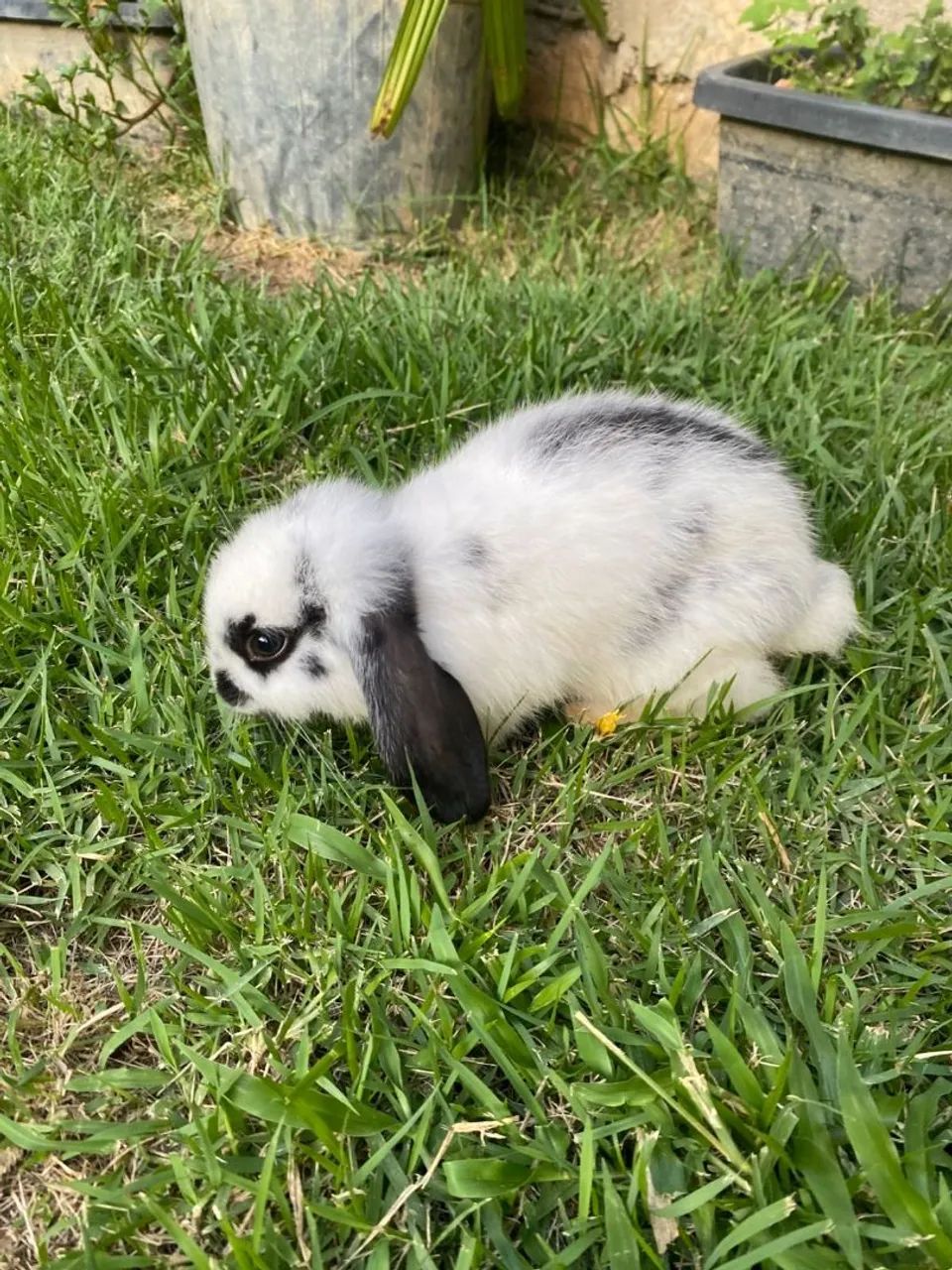 Rabbit kitten65203907931395124