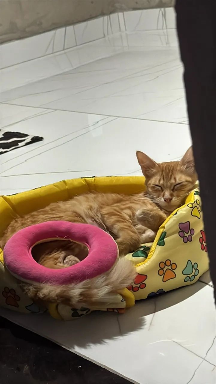 Mel