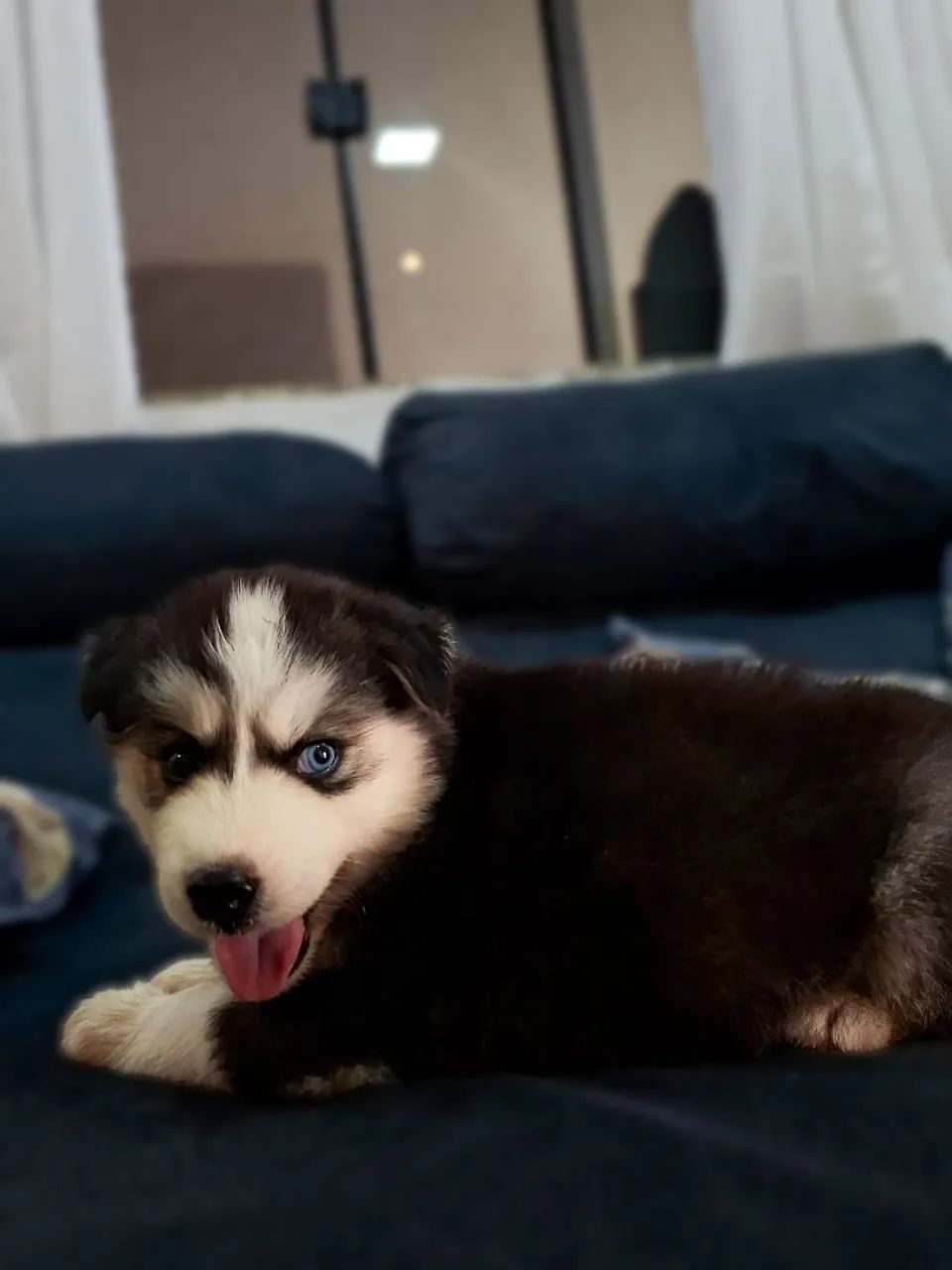 Husky  - Foto 2