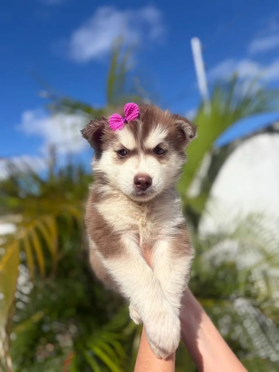 Fêmea de Husky Siberiano  - Foto 2