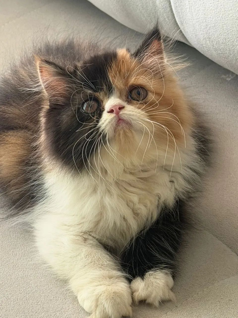 Gata Persa - Foto 2