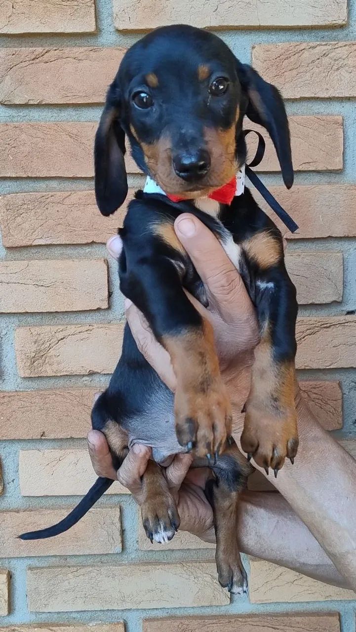 Dachshund macho (promoção) - Foto 3