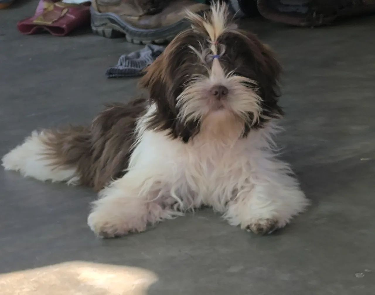 Shihtzu 