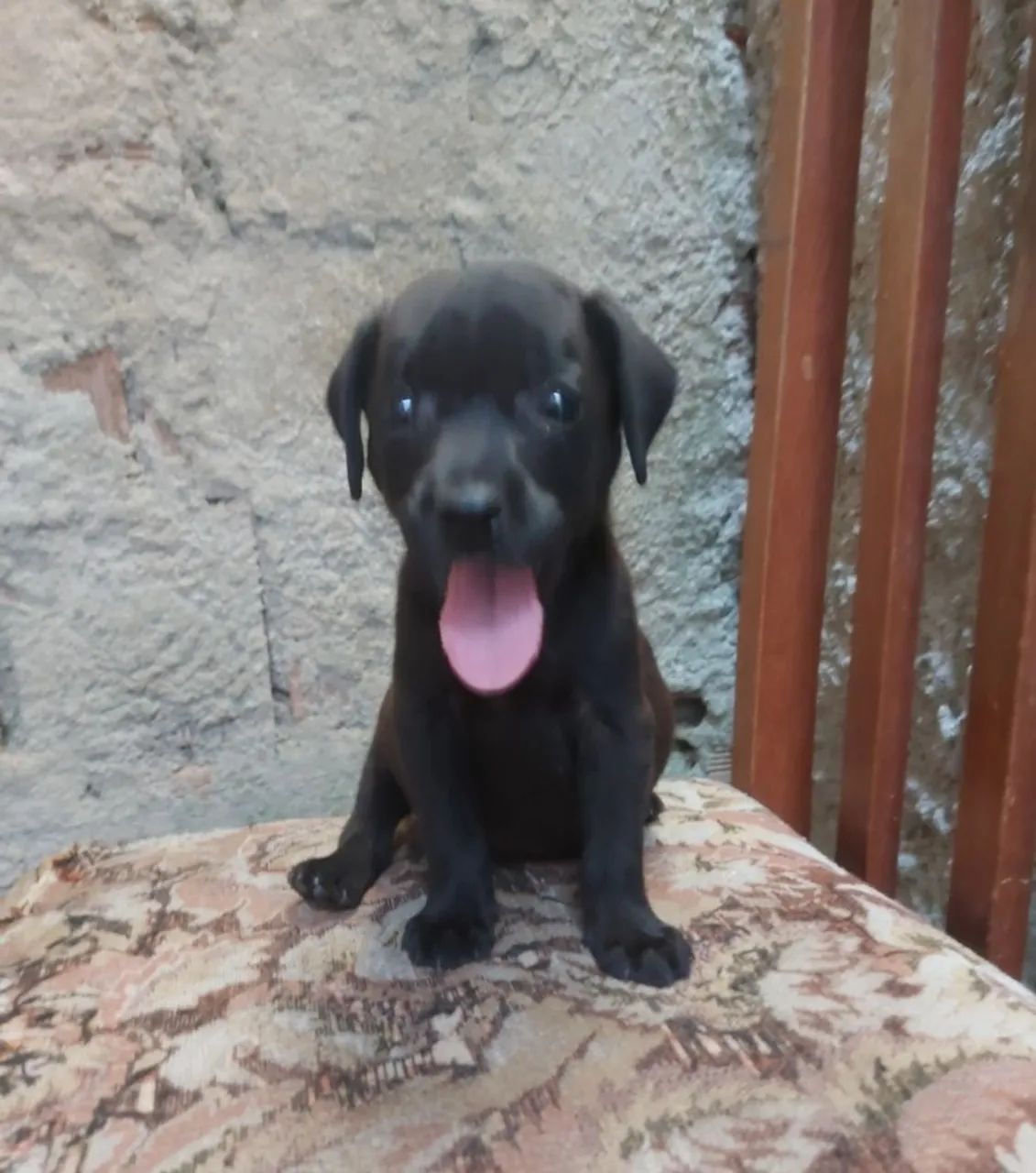 Labrador - Foto 2