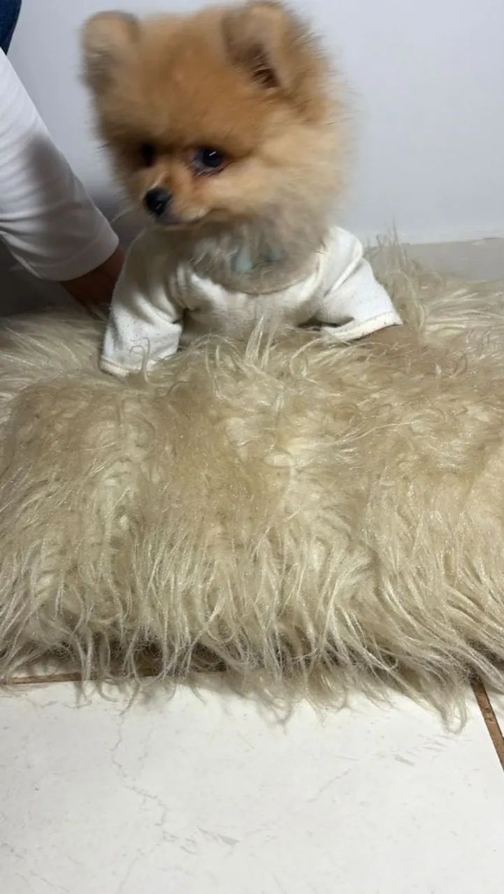 Filhote de spitz alemão  - Foto 2