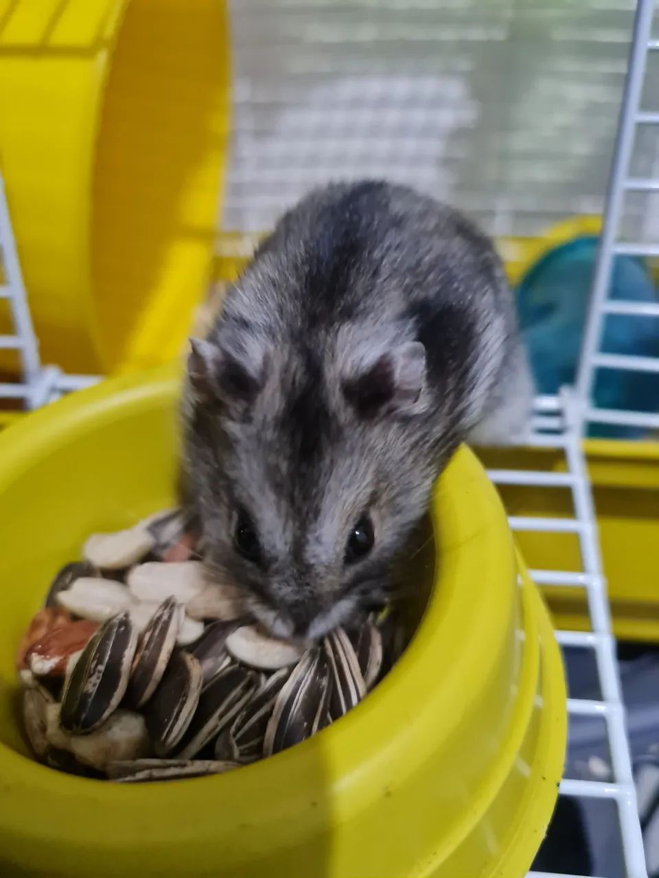 Hamster ? +Gaiola  - Foto 2