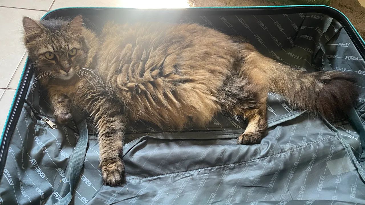 Doação de gato - Foto 2