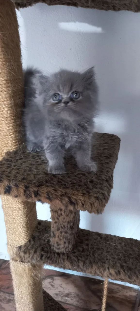 Gato persa - Foto 4
