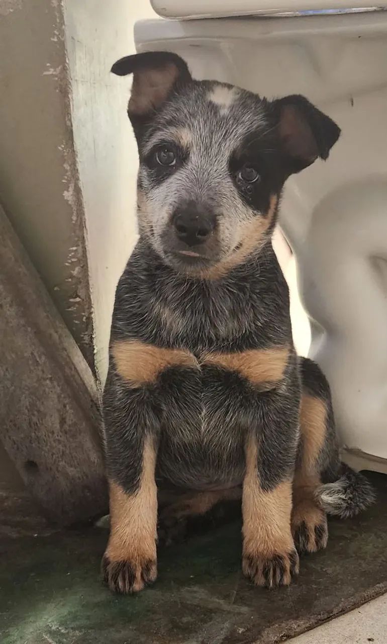 Boiadeiro- australiano - Foto 2