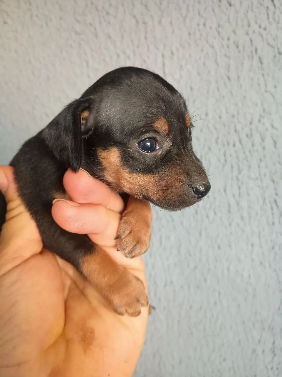 Pinscher 