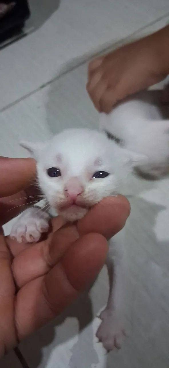 Gatos para doação  - Foto 2