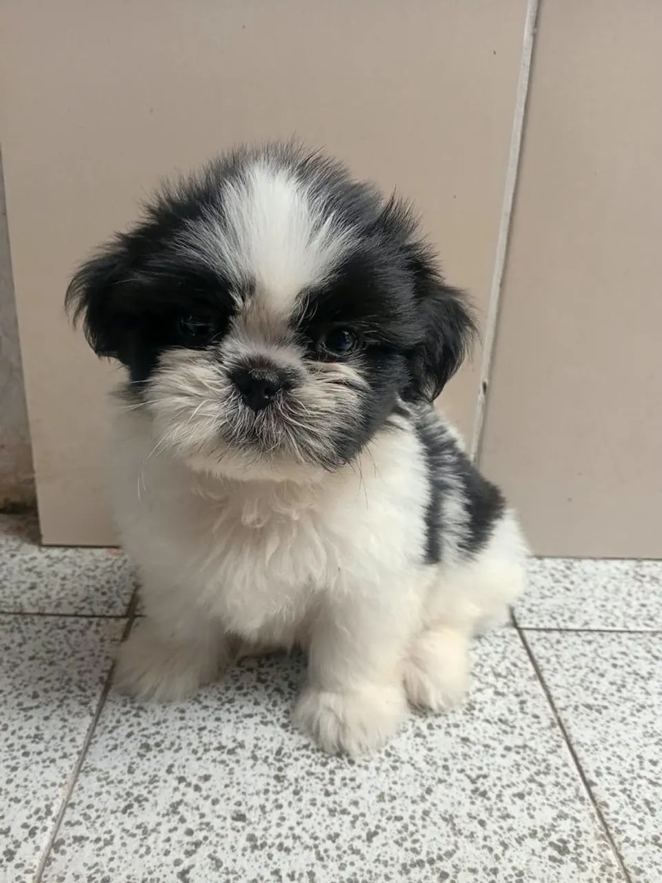 Shihtzu 